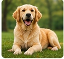 Golden Retriever Bakımı ve Beslenmesi