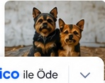 Yorkshire Terrier Bakımı ve Beslenmesi