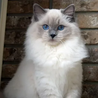 Ragdoll Bakımı ve Beslenmesi görseli