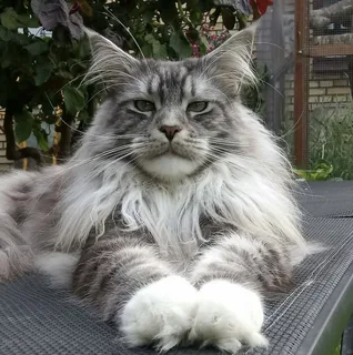 Maine Coon Bakımı ve Beslenmesi görseli