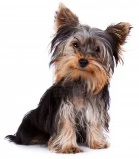 Yorkshire Terrier Bakımı ve Beslenmesi görseli