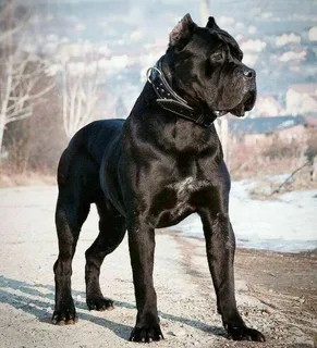 Cane Corso Bakımı ve Beslenmesi görseli
