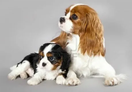 Cavalier King Charles Spaniel Bakımı ve Beslenmesi görseli