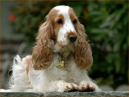Cocker Spaniel Bakımı ve Beslenmesi görseli