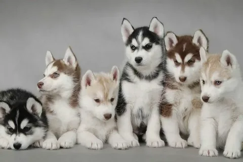 Siberian Husky Bakımı ve Beslenmesi görseli
