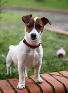 Jack Russell Terrier Bakımı ve Beslenmesi görseli