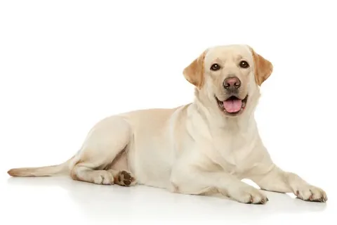 Labrador Retriever Bakımı ve Beslenmesi görseli