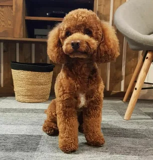 Toy Poodle Bakımı ve Beslenmesi görseli