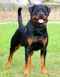 Rottweiler Bakımı ve Beslenmesi görseli