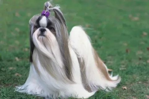 Shih Tzu Bakımı ve Beslenmesi görseli